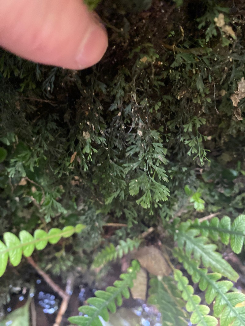 Trichomanes colensoi photo 5