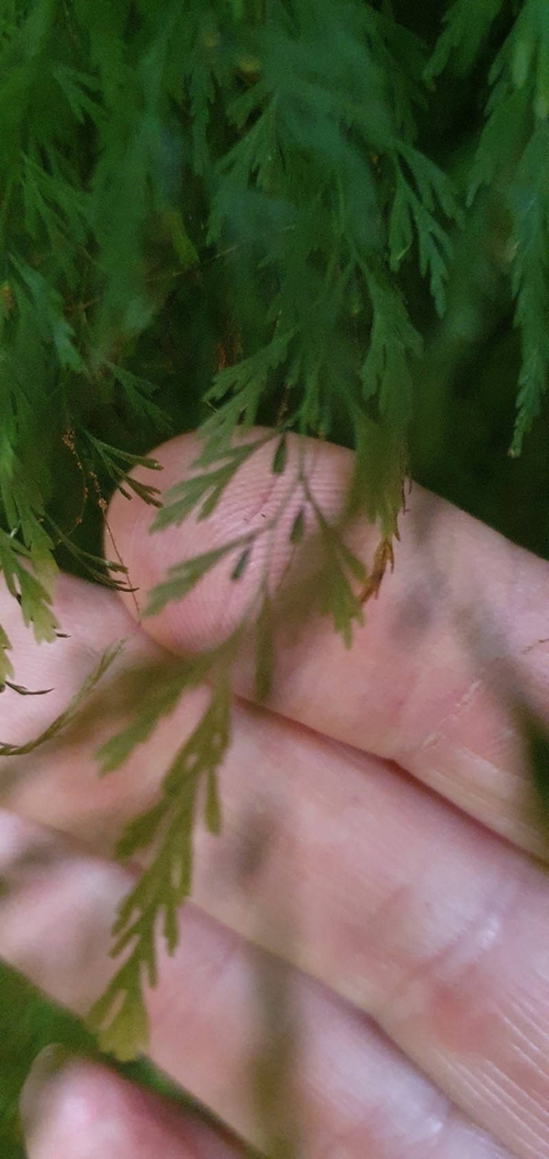 Trichomanes colensoi photo 8