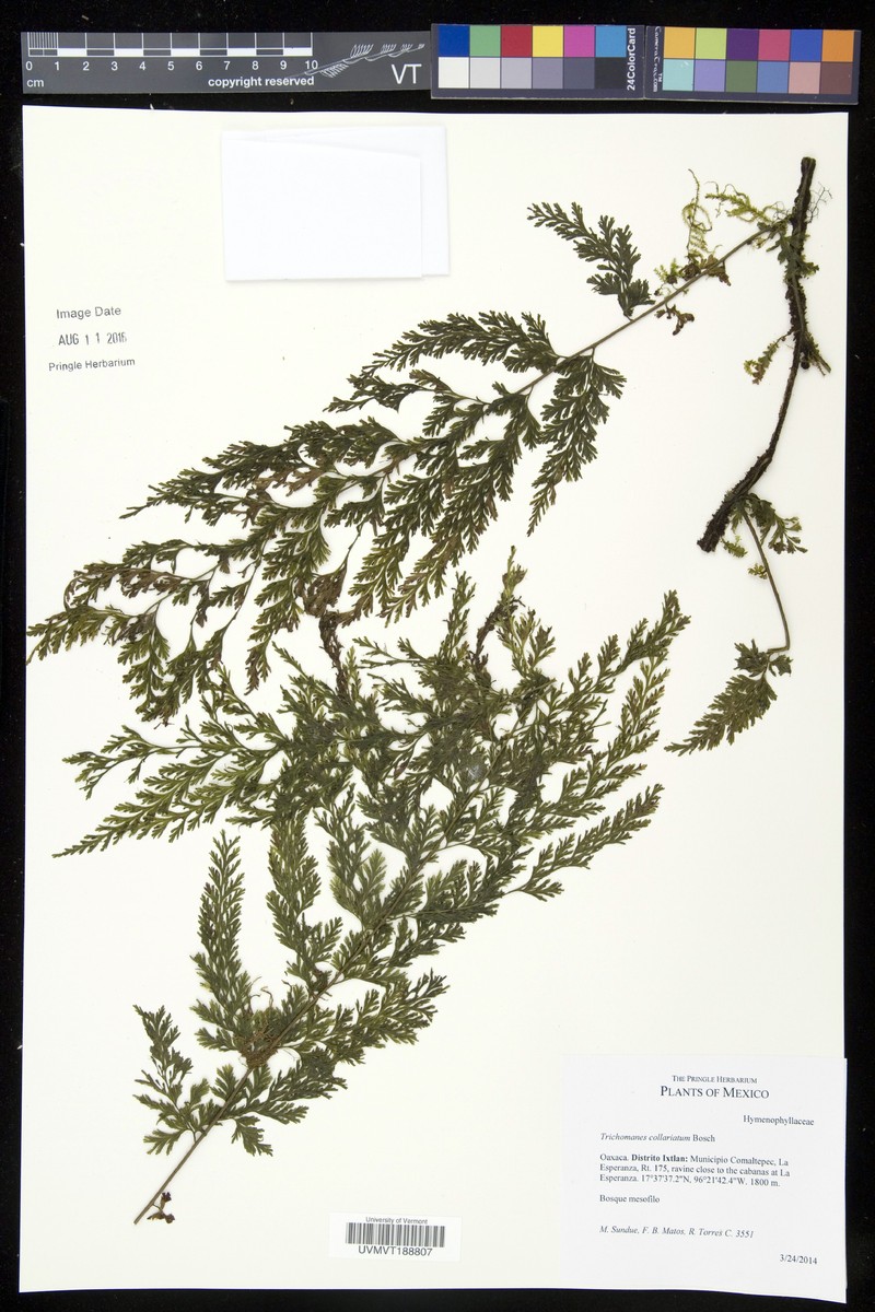 Trichomanes collariatum
