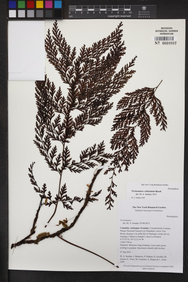 Trichomanes collariatum photo 2