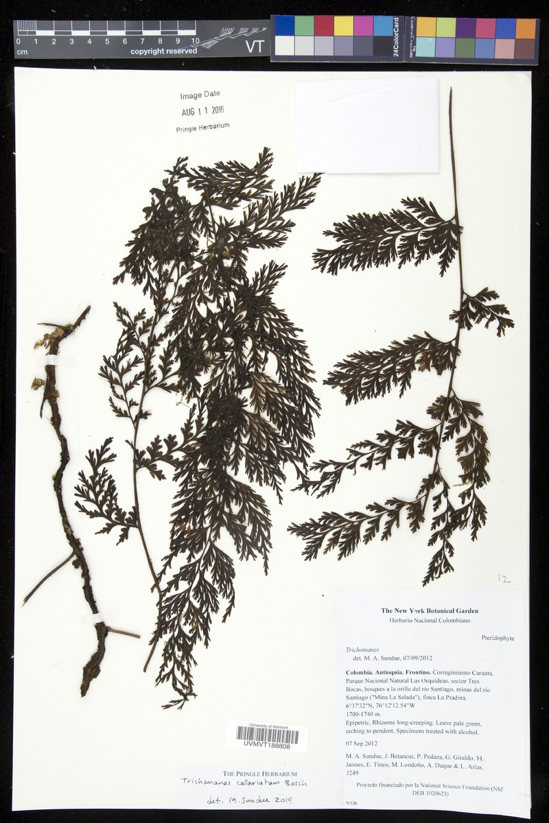 Trichomanes collariatum photo 3