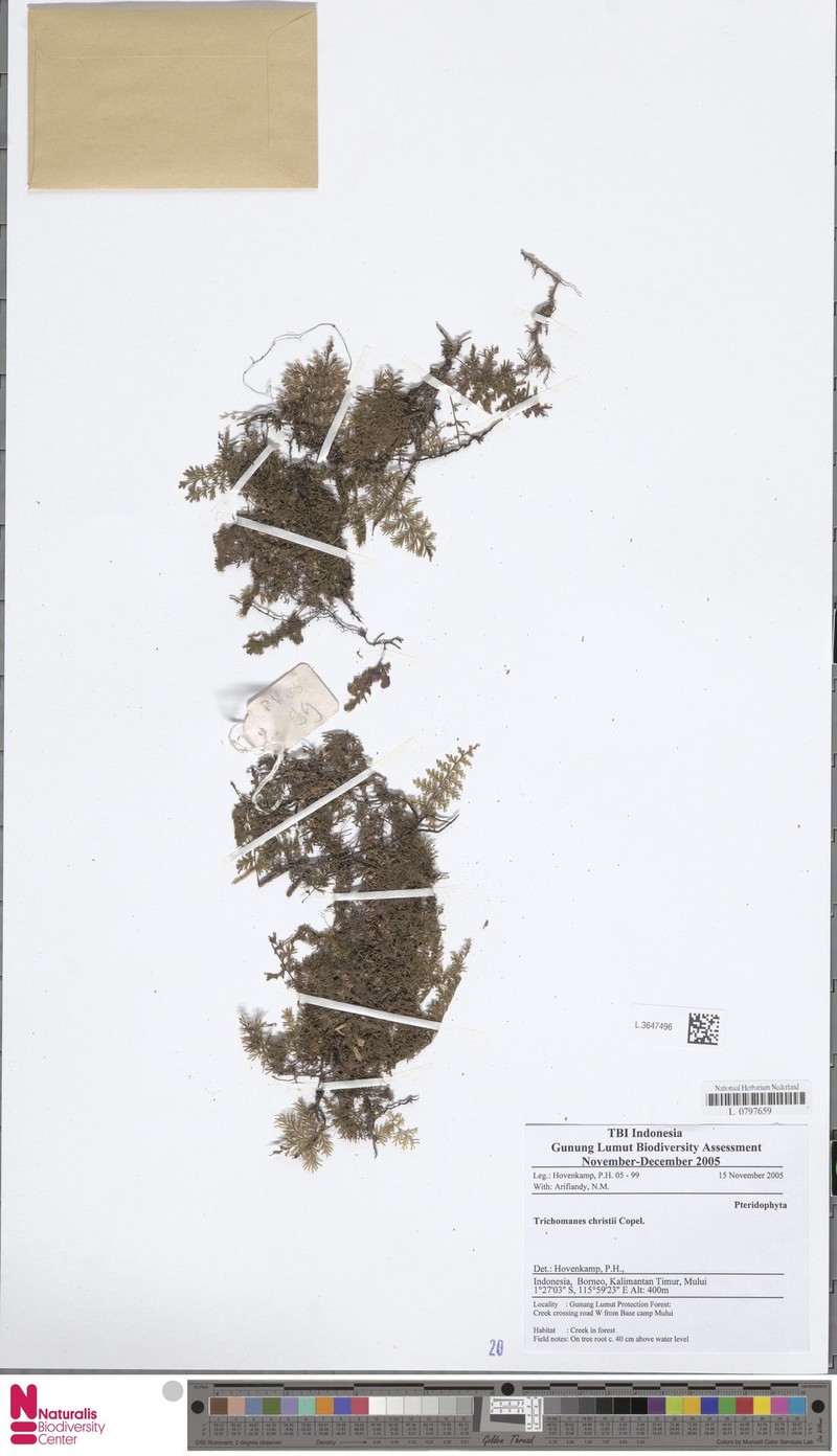 Trichomanes crassum photo 2
