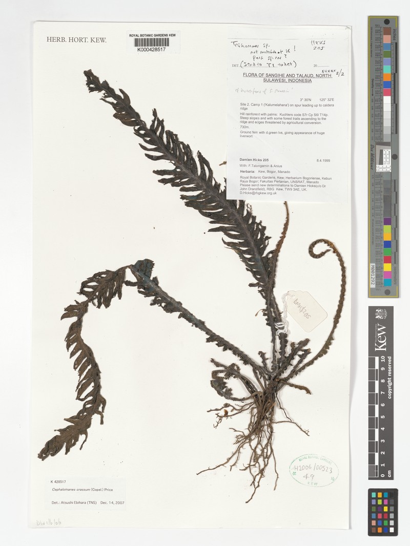 Trichomanes crassum photo 3