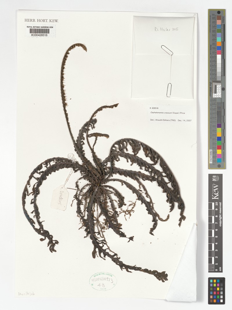 Trichomanes crassum photo 4