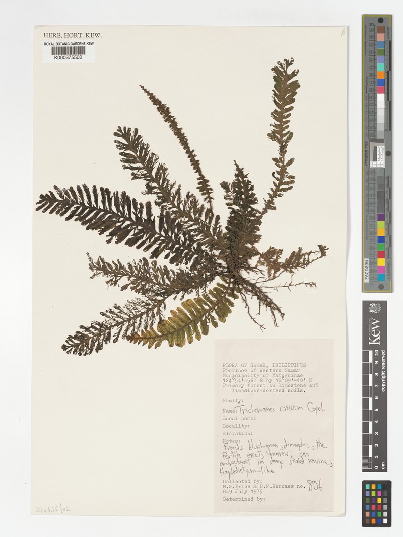 Trichomanes crassum photo 5