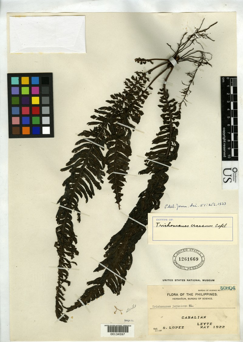 Trichomanes crassum
