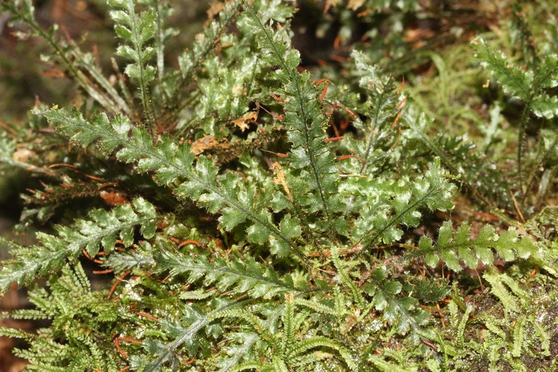 Trichomanes crinitum