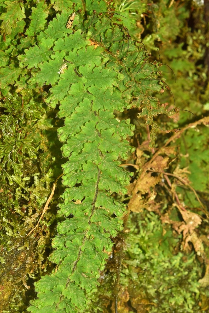 Trichomanes crinitum photo 2