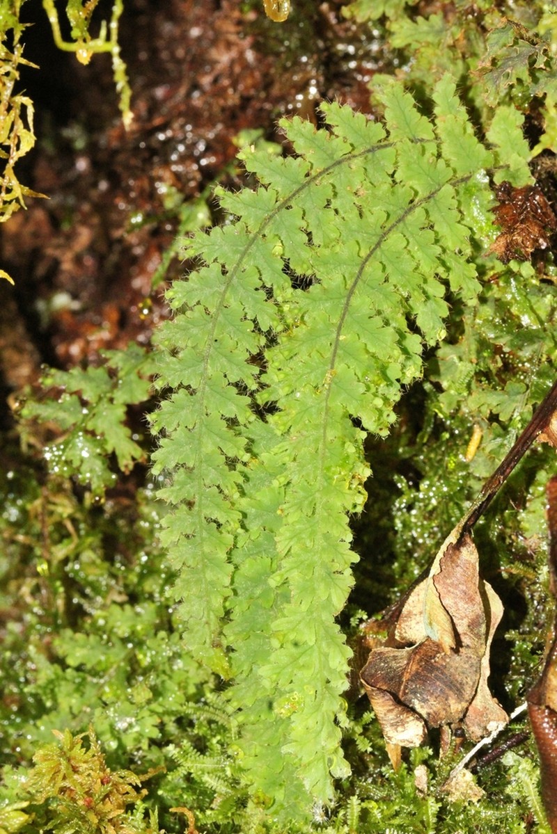 Trichomanes crinitum photo 3