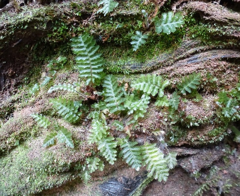 Trichomanes crispiforme