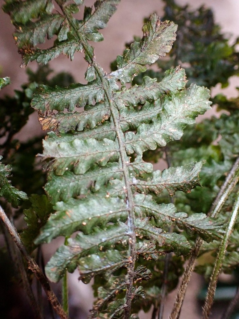 Trichomanes crispiforme photo 2