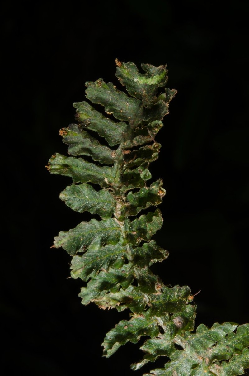 Trichomanes crispiforme photo 3