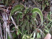 Crisped Bristle Fern