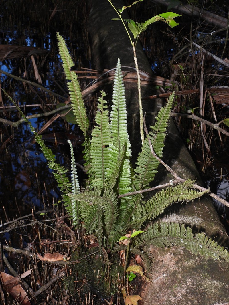 Crisped Bristle Fern photo 2