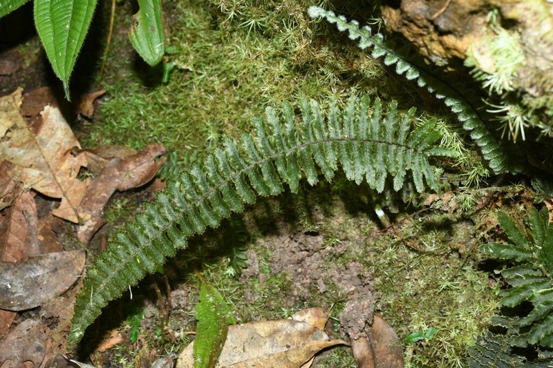 Crisped Bristle Fern photo 3