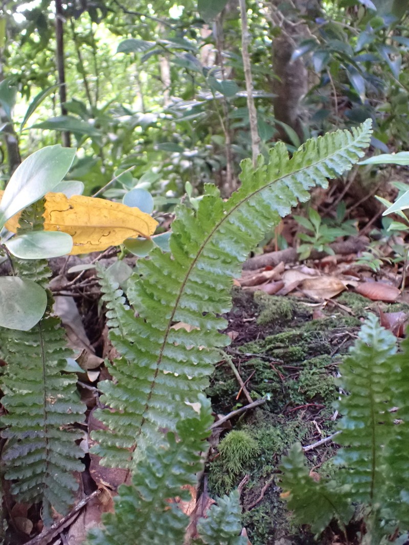 Crisped Bristle Fern photo 4