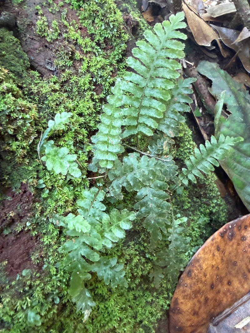 Crisped Bristle Fern photo 5