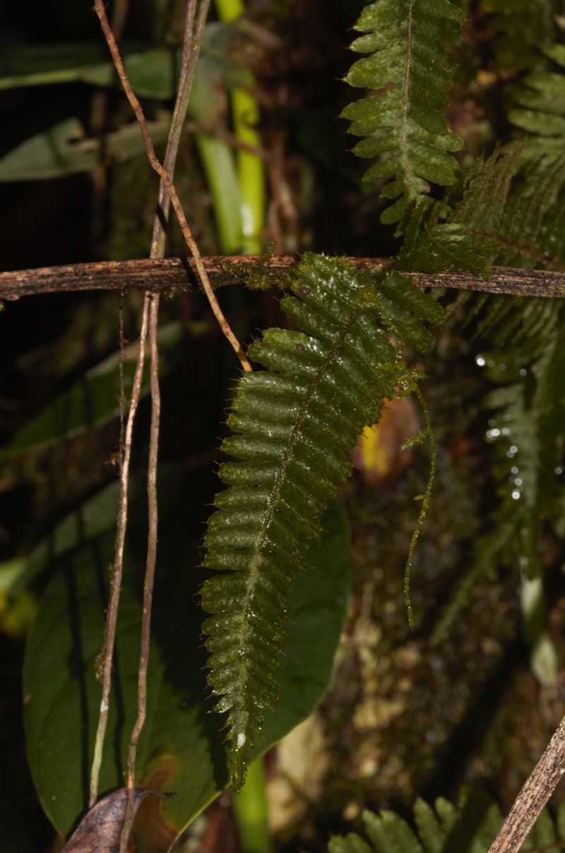 Crisped Bristle Fern photo 6