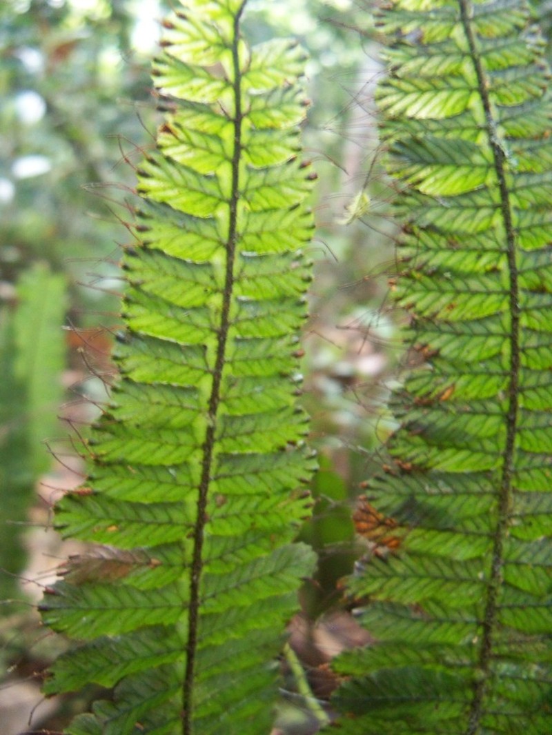 Crisped Bristle Fern photo 7