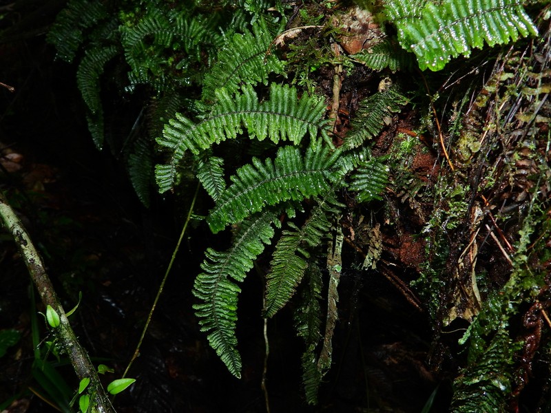 Crisped Bristle Fern photo 8