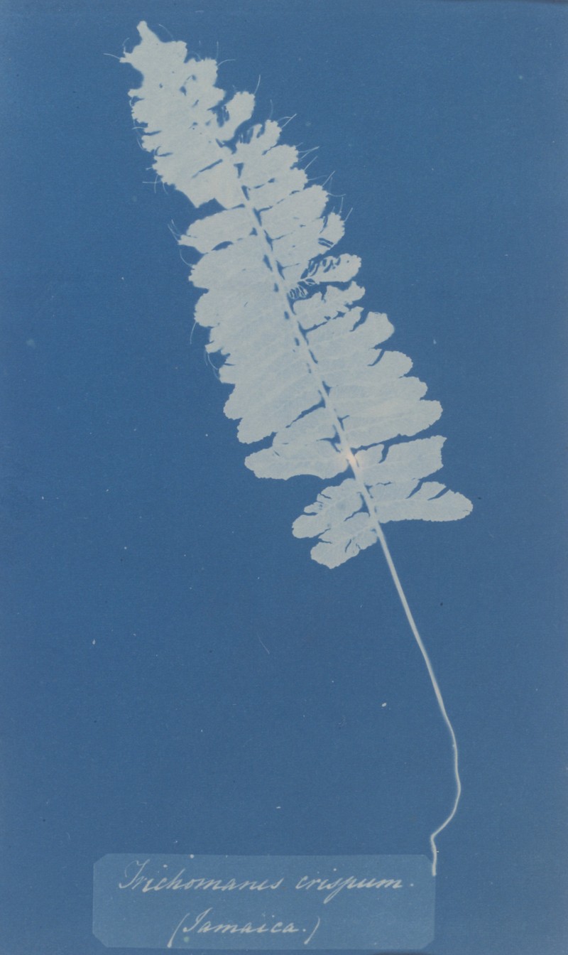 Crisped Bristle Fern