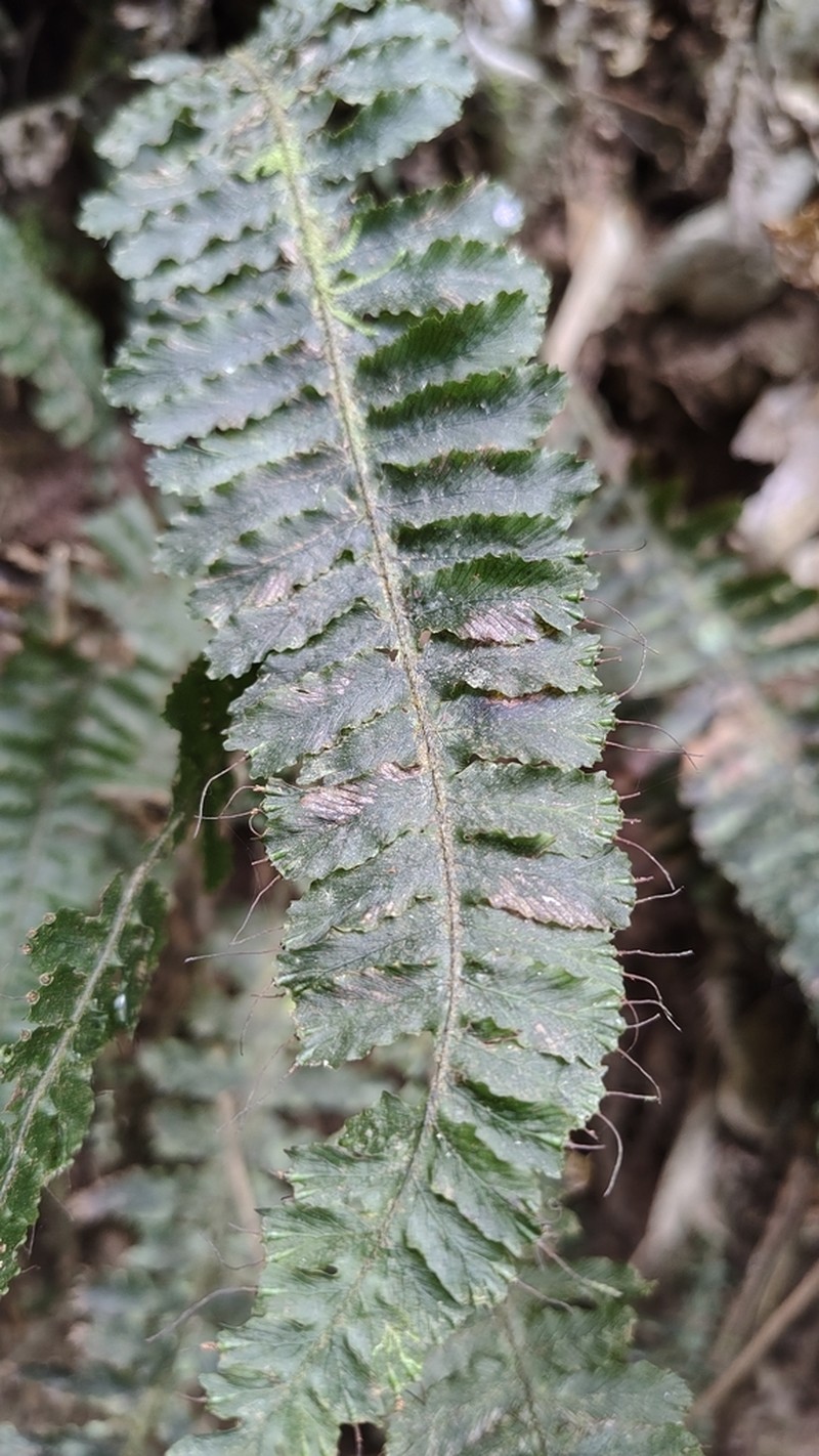 Trichomanes cristatum