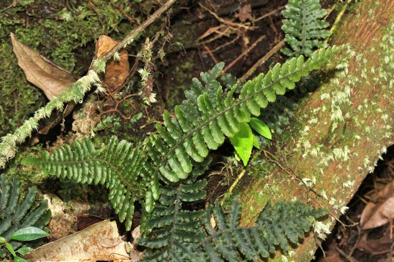 Trichomanes cristatum photo 2