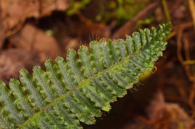 Trichomanes cristatum photo 3