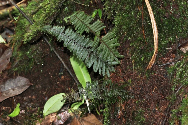 Trichomanes cristatum photo 4