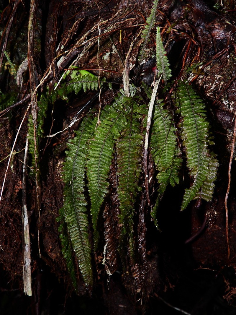 Trichomanes cristatum photo 5