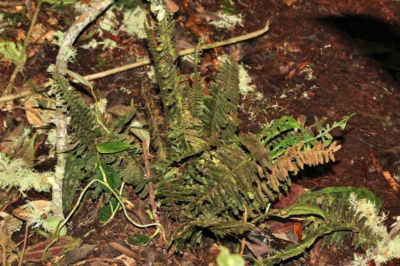 Trichomanes cristatum photo 6