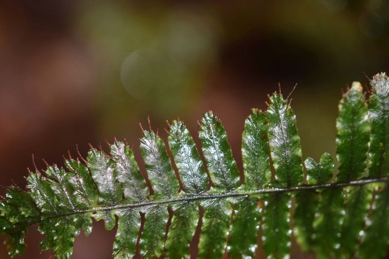 Trichomanes cristatum photo 7