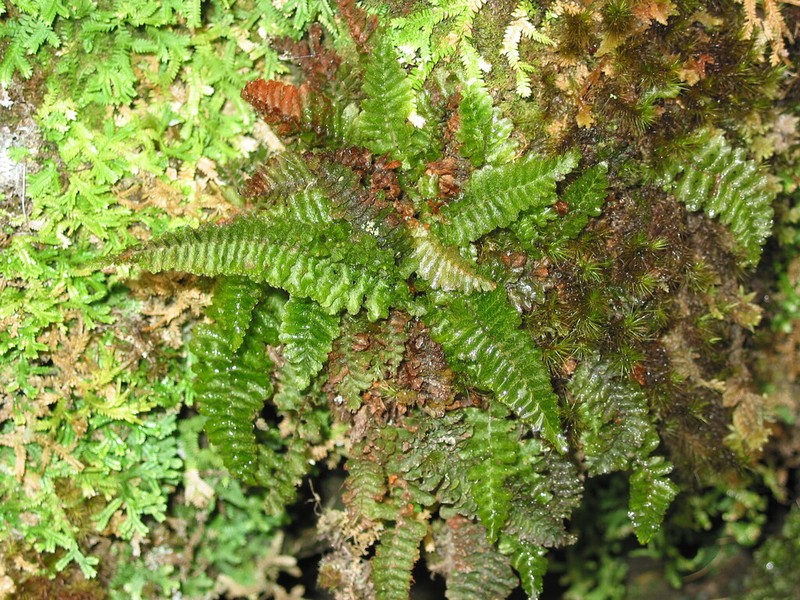 Trichomanes cristatum photo 8