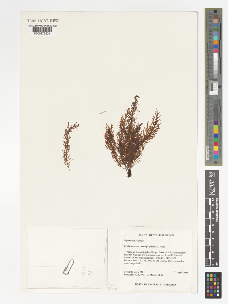 Trichomanes cumingii