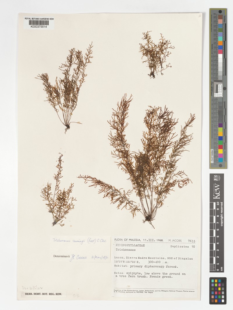 Trichomanes cumingii photo 2