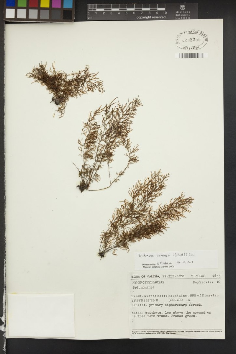 Trichomanes cumingii photo 3