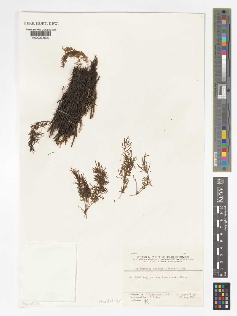Trichomanes cumingii photo 4