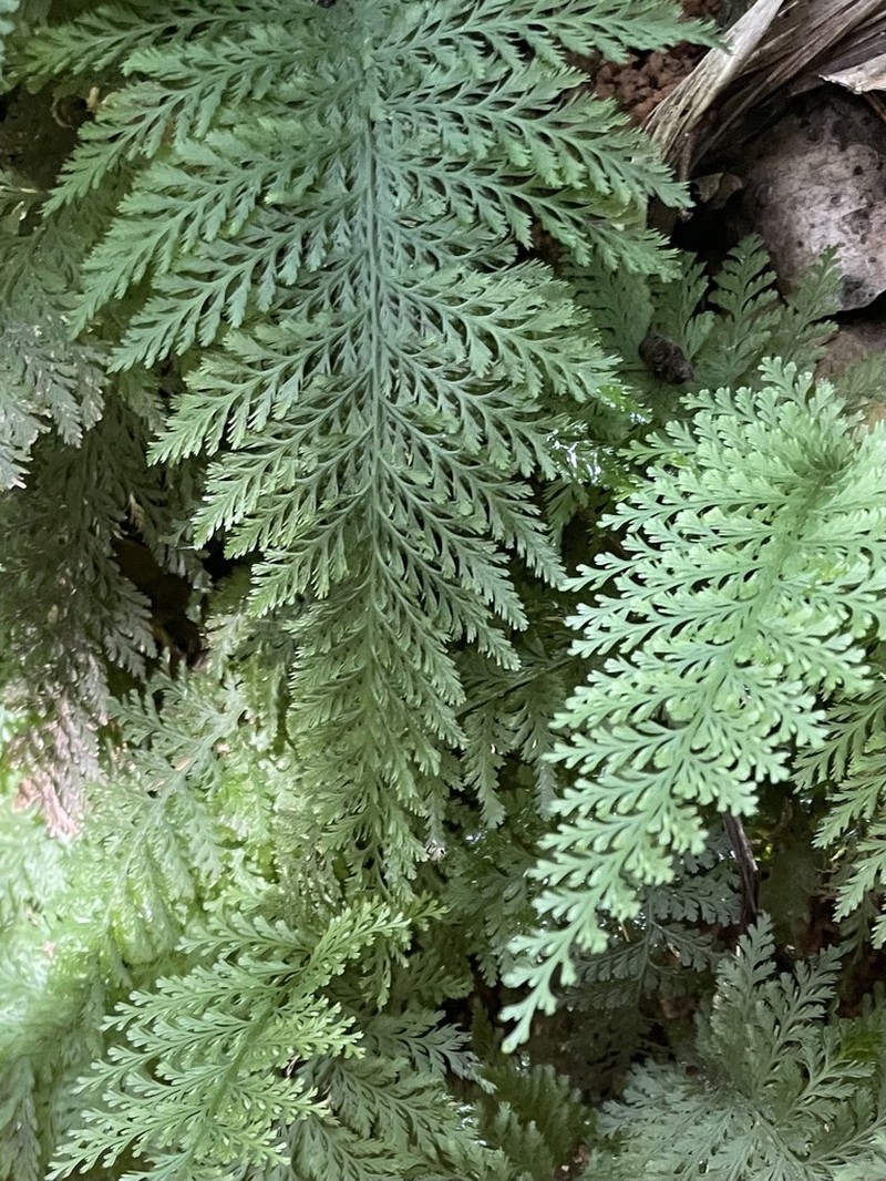 Trichomanes cupressoides