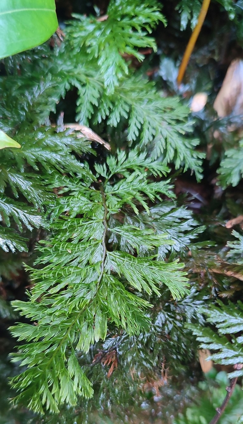 Trichomanes cupressoides photo 2
