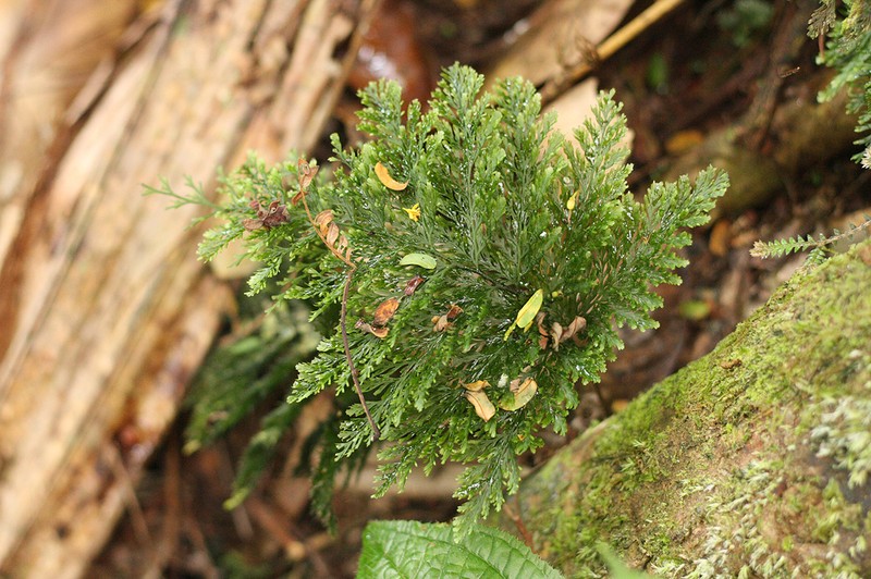 Trichomanes cupressoides photo 3