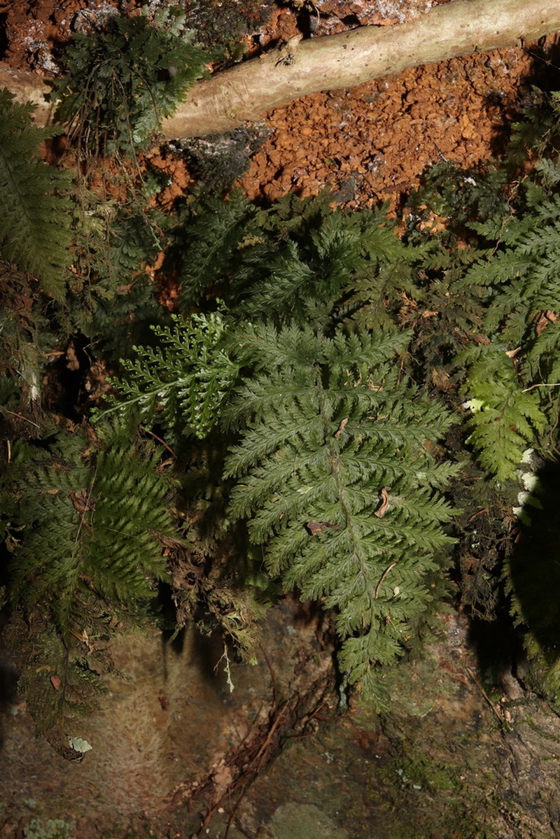 Trichomanes cupressoides photo 4