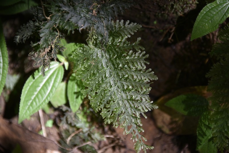 Trichomanes cupressoides photo 5