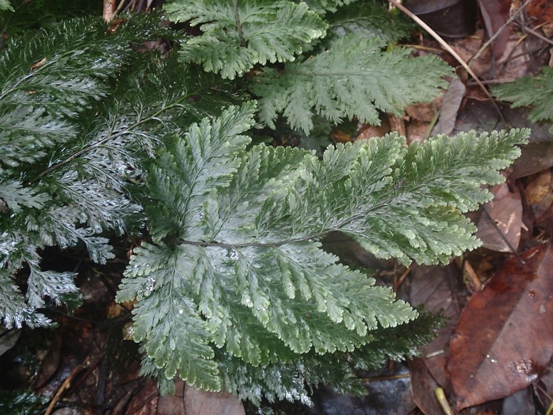 Trichomanes cupressoides photo 6