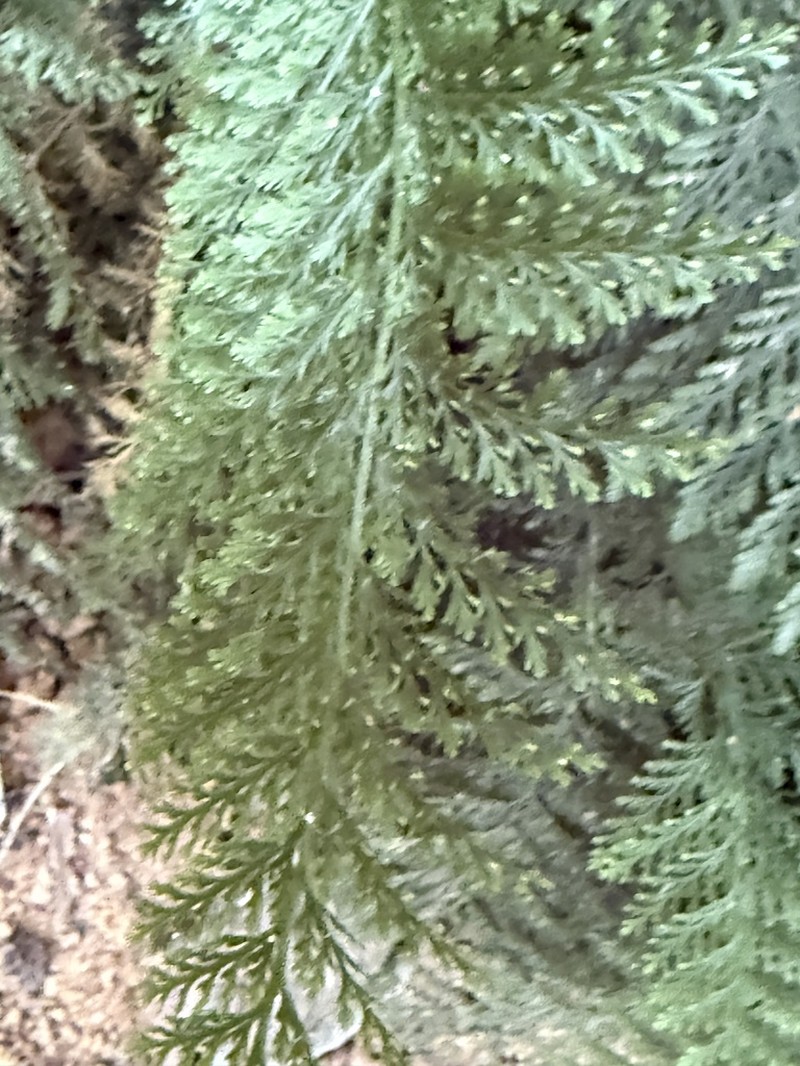 Trichomanes cupressoides photo 7