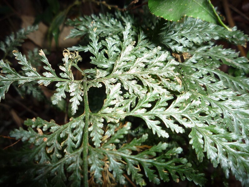 Trichomanes cupressoides photo 8
