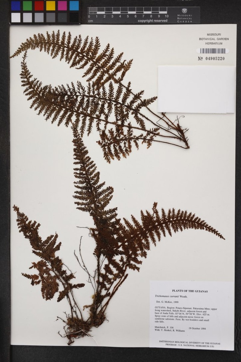 Trichomanes curranii photo 2