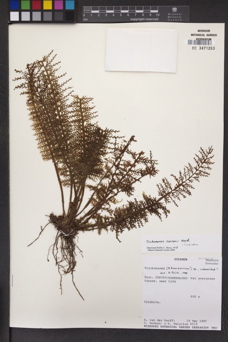 Trichomanes curranii photo 3