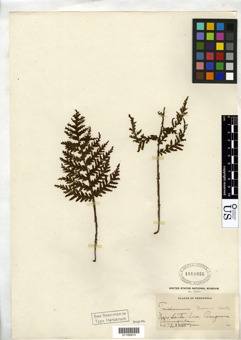 Trichomanes curranii