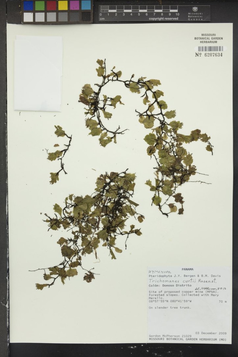 Trichomanes curtii