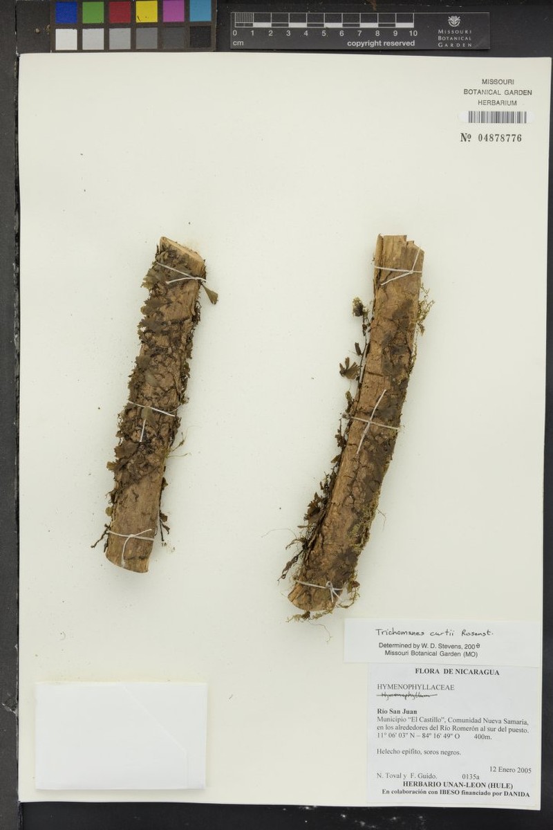 Trichomanes curtii photo 2